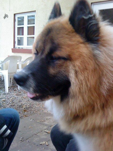 Eurasier Zikka - Man kan godt have gråt skæg selv om man ikke er gammel!!  billede 1