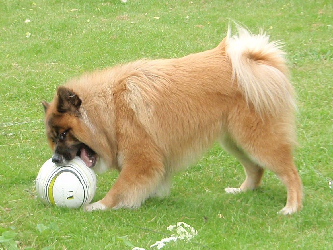 Eurasier Zikka - YES!! Booooold :) billede 4