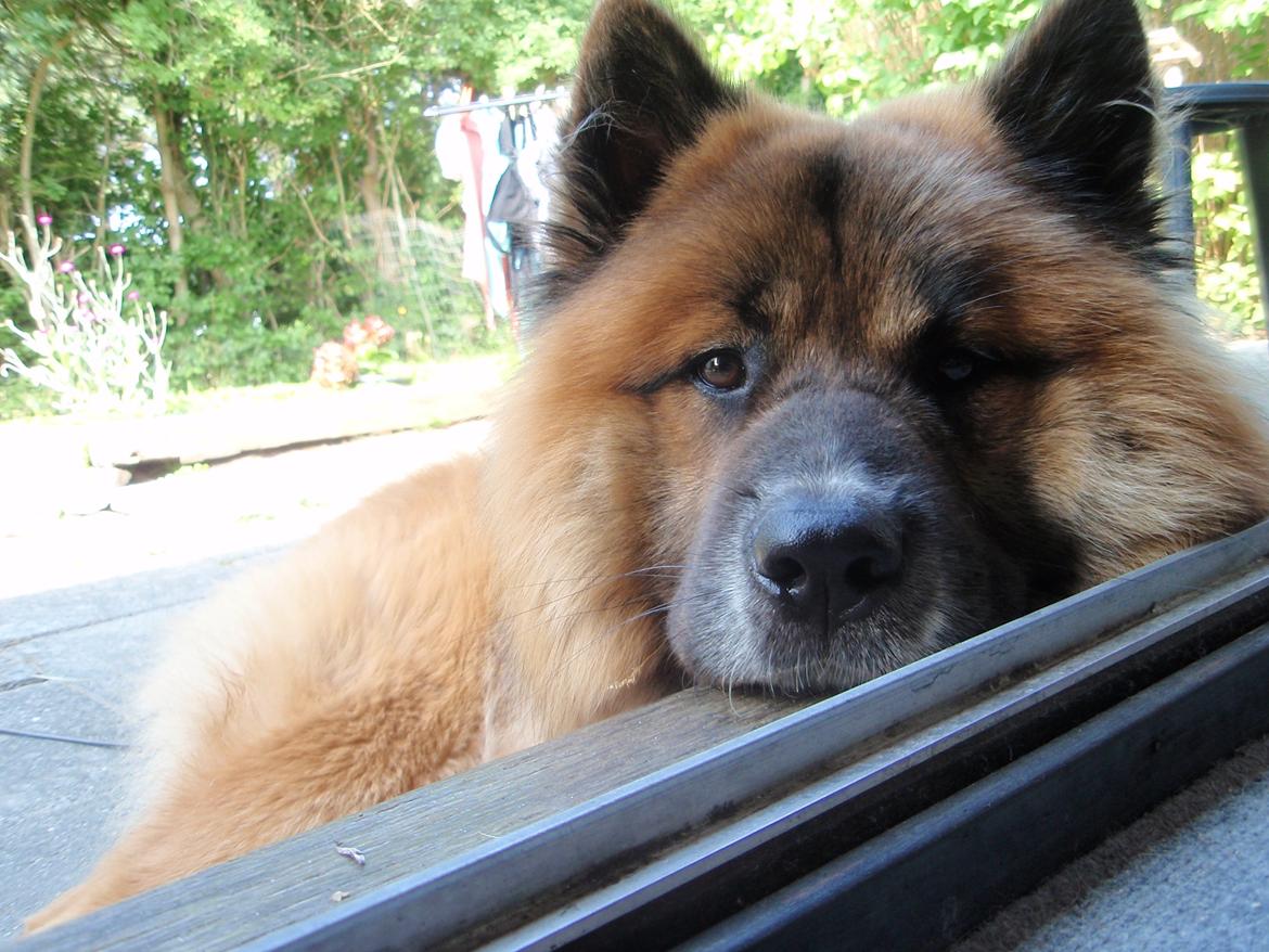 Eurasier Zikka - Helt fint at være ude og samtidig holde øje med dem inden for :)  billede 5