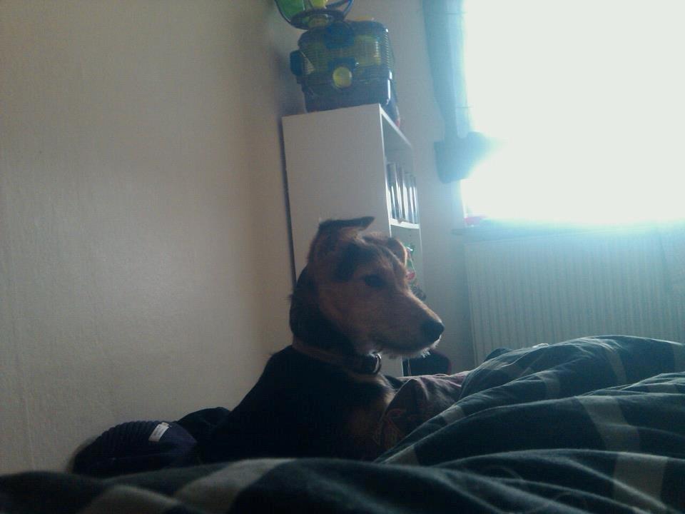 Blanding af racer pjevs (baby) billede 1