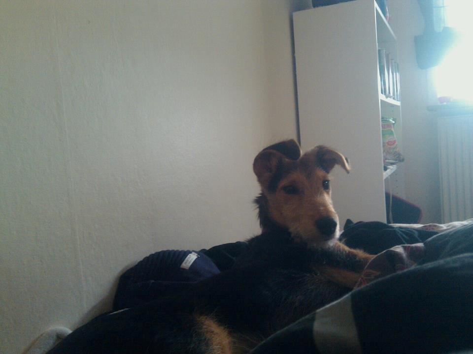 Blanding af racer pjevs (baby) billede 2