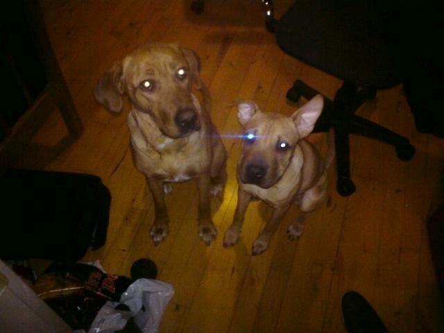 Blanding af racer Kenya billede 15