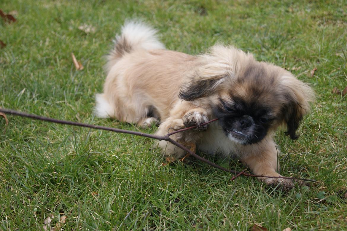 Pekingeser Bella billede 9