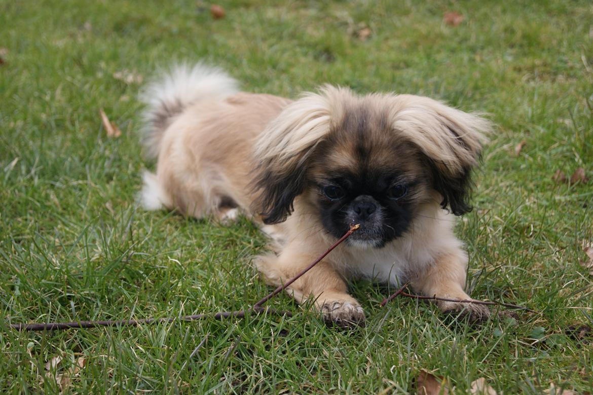 Pekingeser Bella billede 10