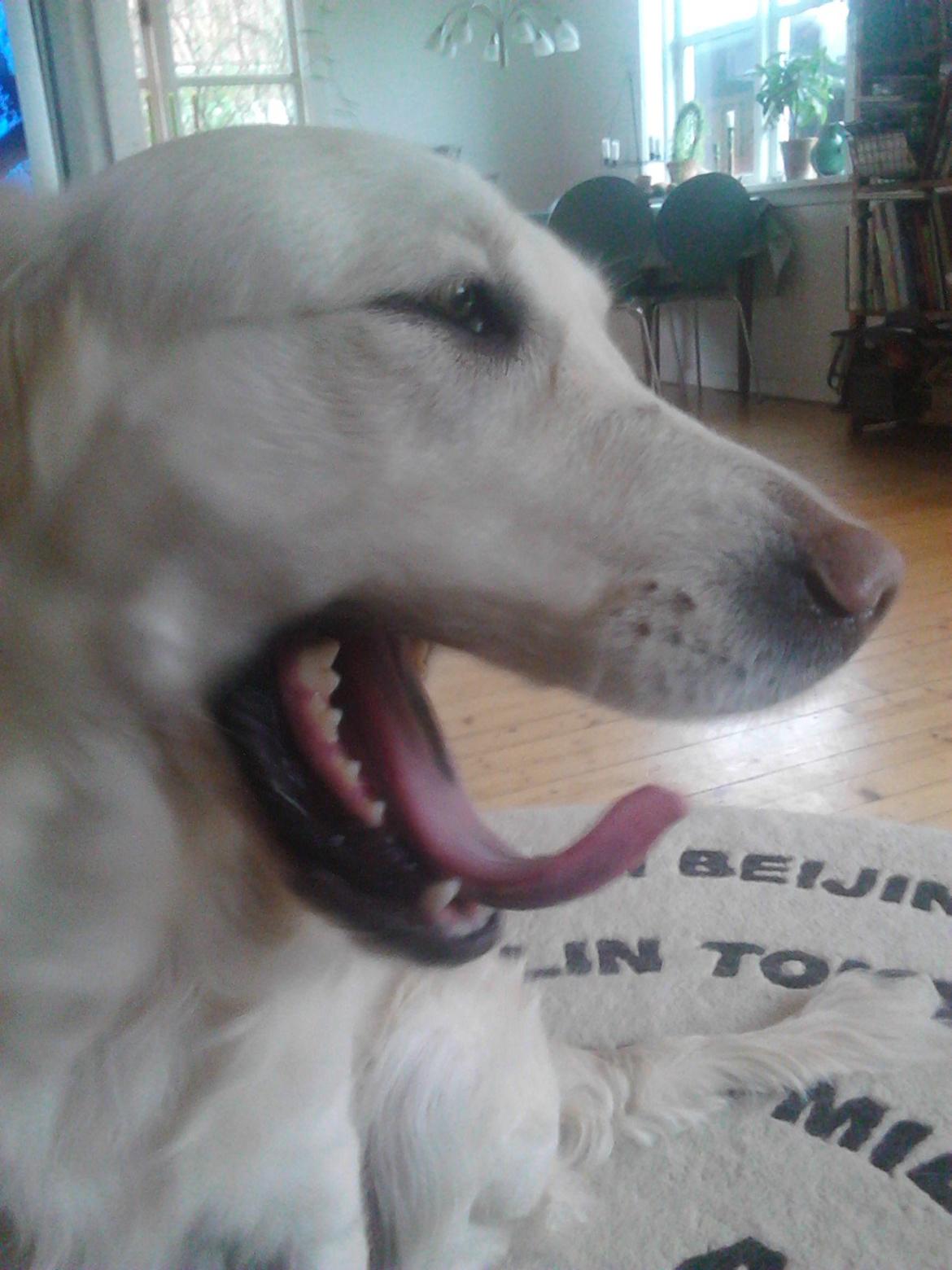 Golden retriever Dicte [Min bedste ven] <3<3 billede 15