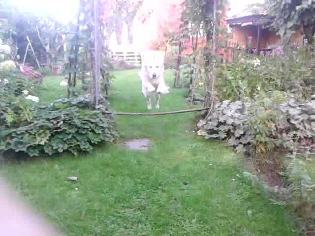 Golden retriever Dicte [Min bedste ven] <3<3 billede 16