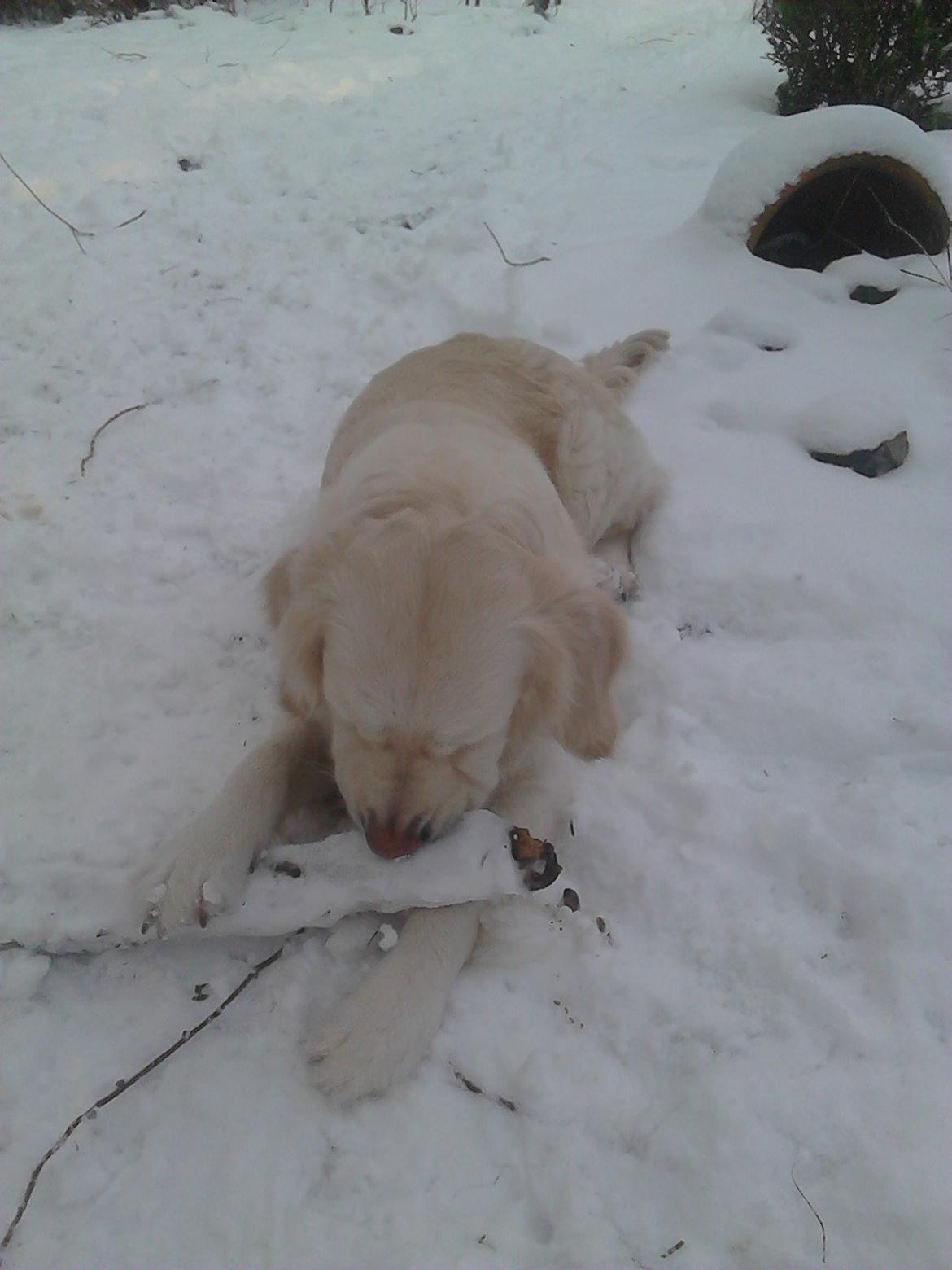 Golden retriever Dicte [Min bedste ven] <3<3 billede 17