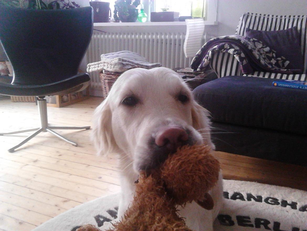 Golden retriever Dicte [Min bedste ven] <3<3 billede 18