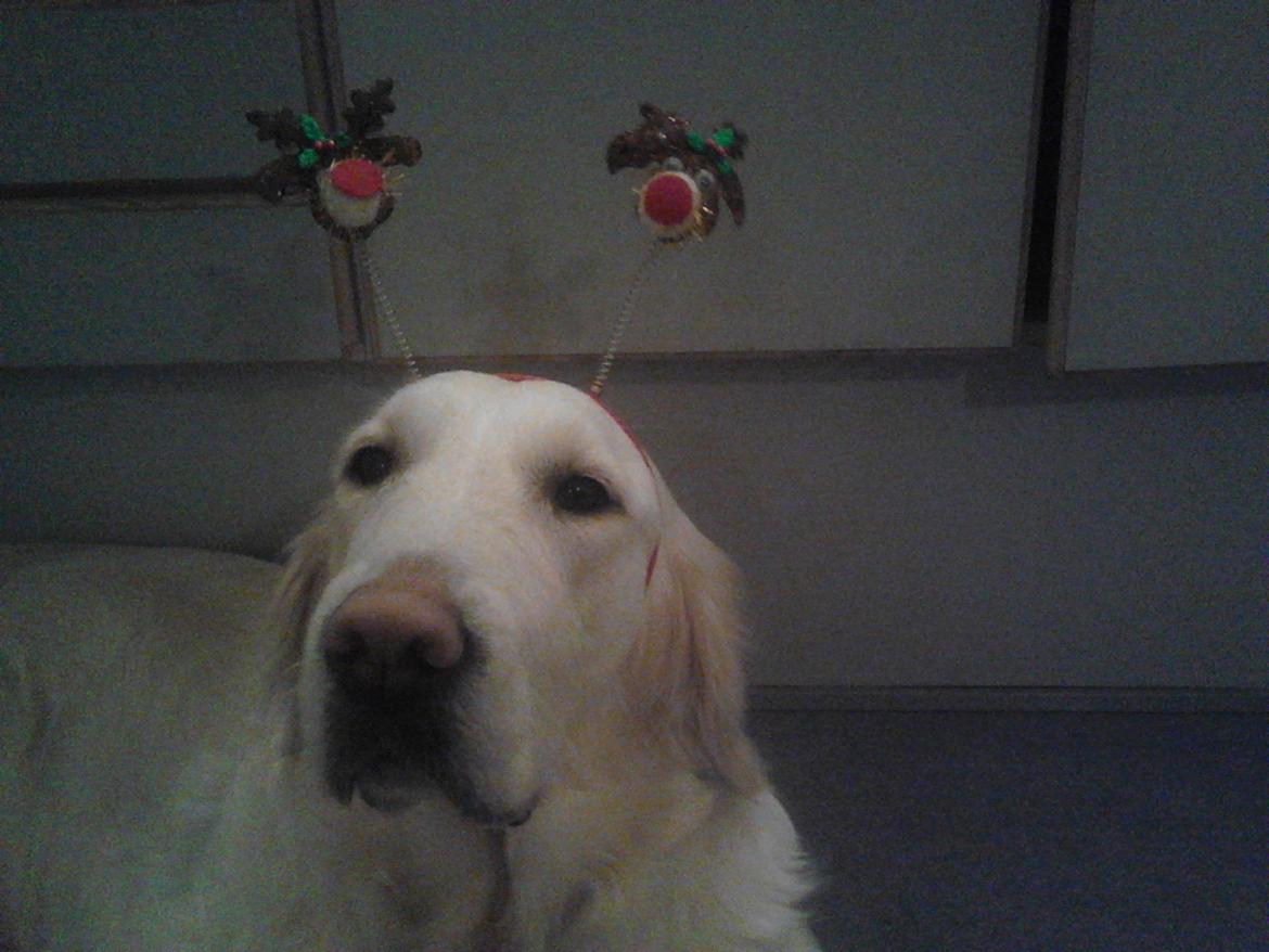 Golden retriever Dicte [Min bedste ven] <3<3 billede 19