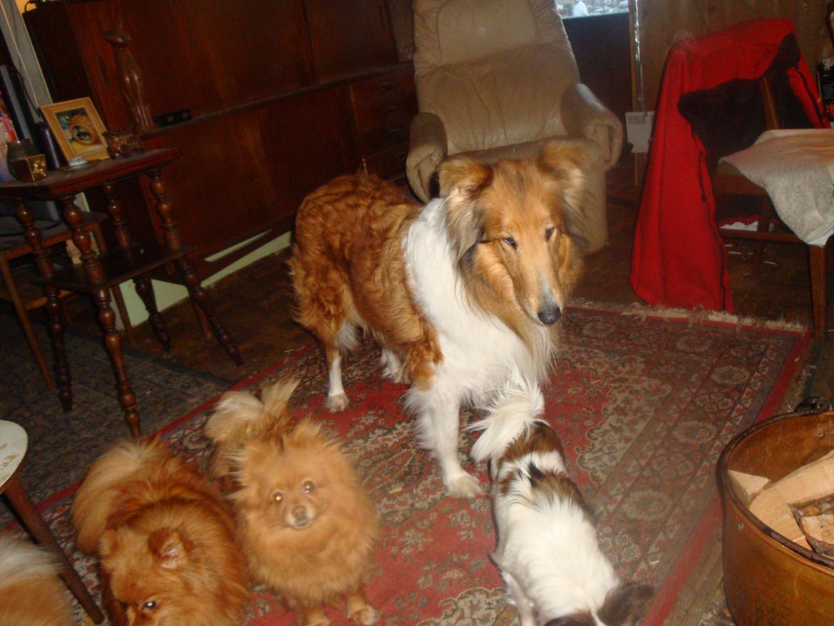 Collie langhåret Trunte La Koss billede 4