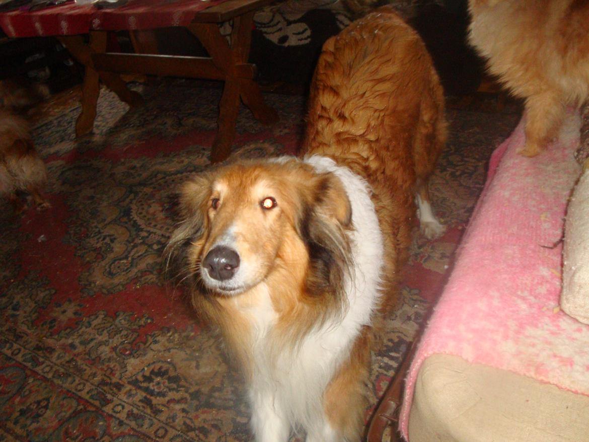 Collie langhåret Trunte La Koss - ååååh en deeejlig lur, svært at blive frisk igen.... billede 2