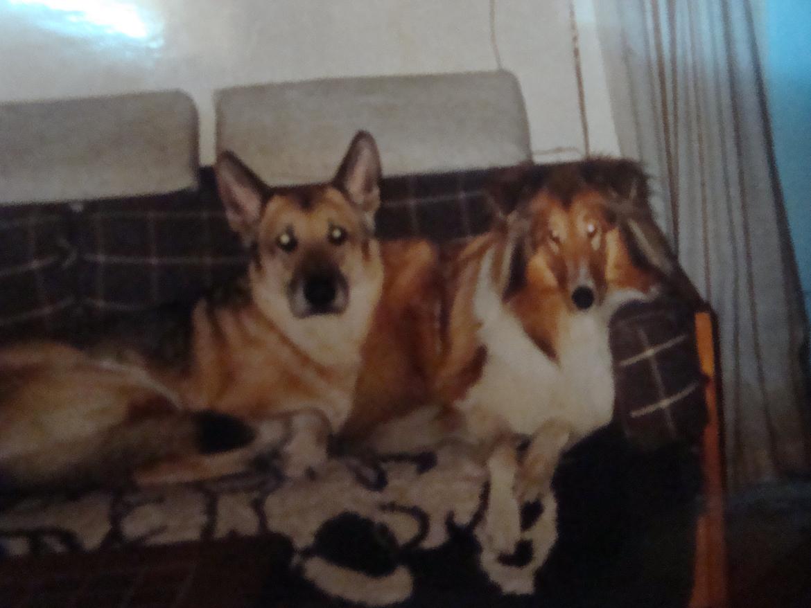 Collie langhåret Trunte La Koss billede 5