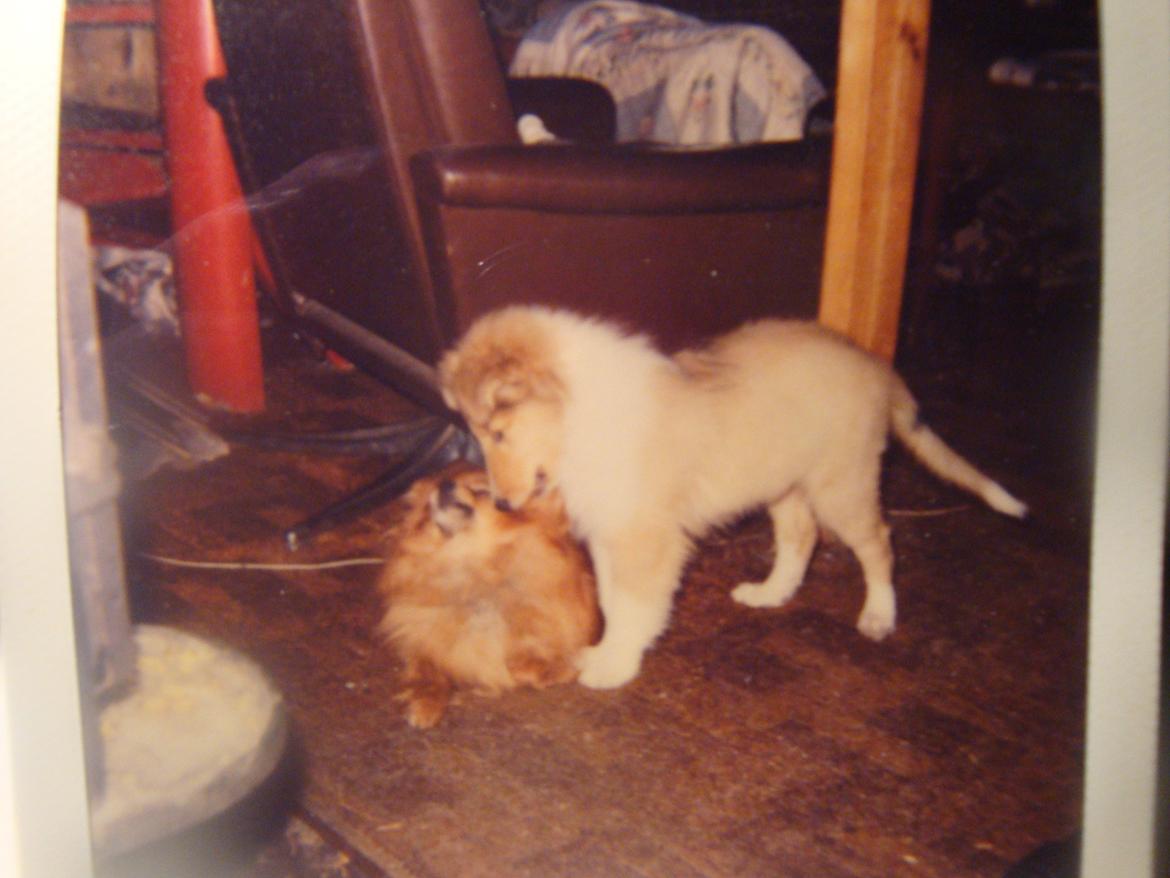 Collie langhåret Trunte La Koss - Rødtop og Trunte "leger" i stuen marts 2003 billede 6