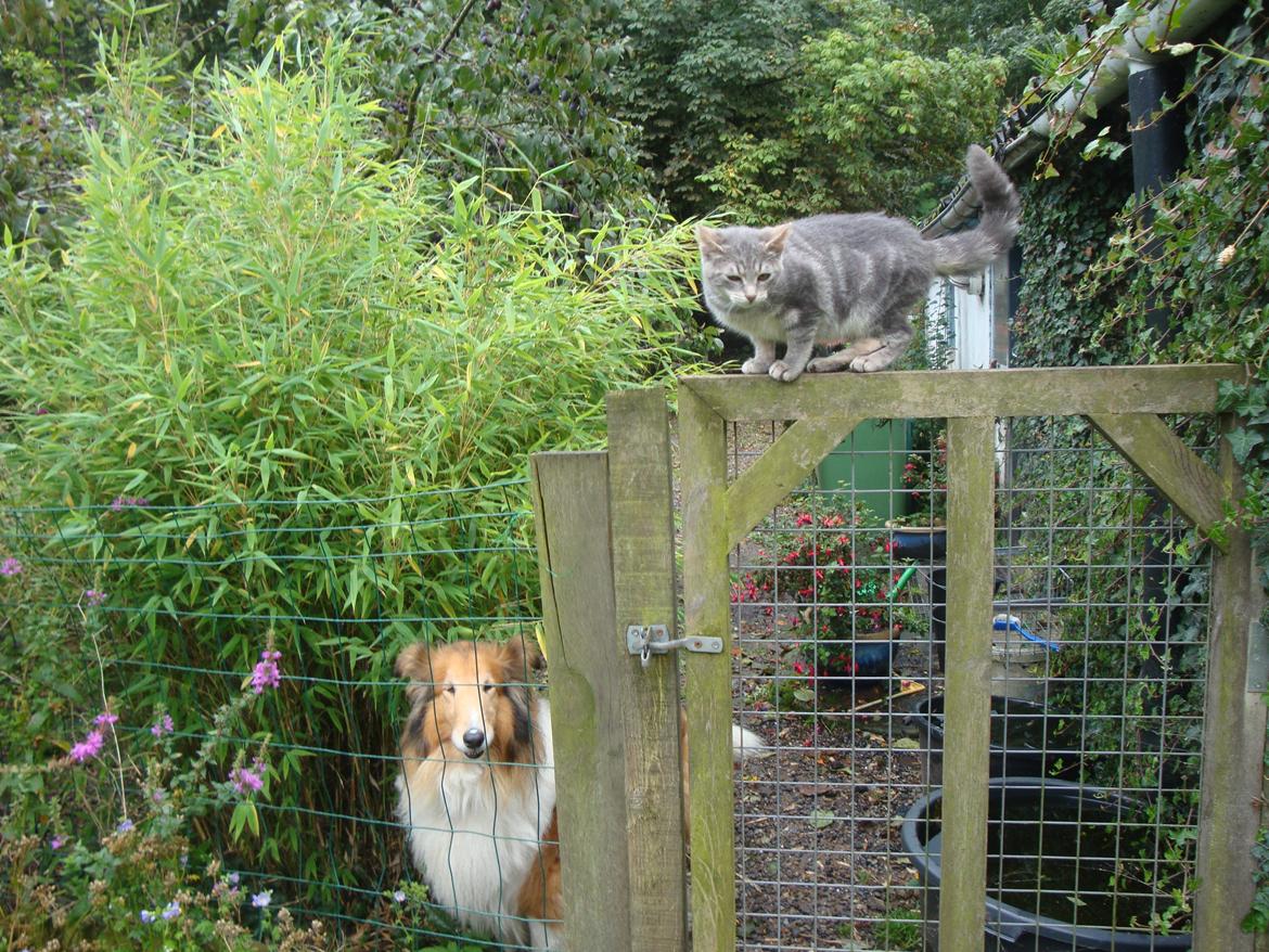 Collie langhåret Trunte La Koss billede 7