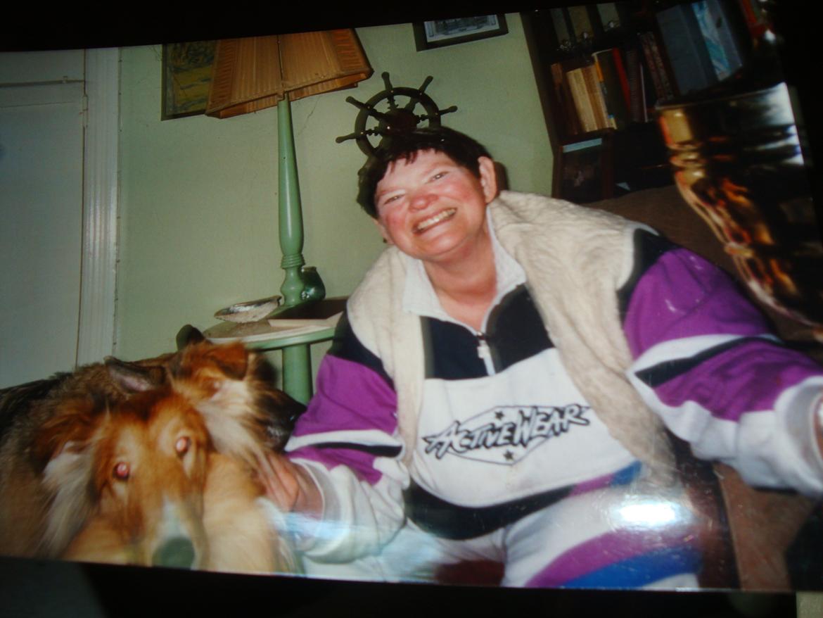 Collie langhåret Trunte La Koss billede 8