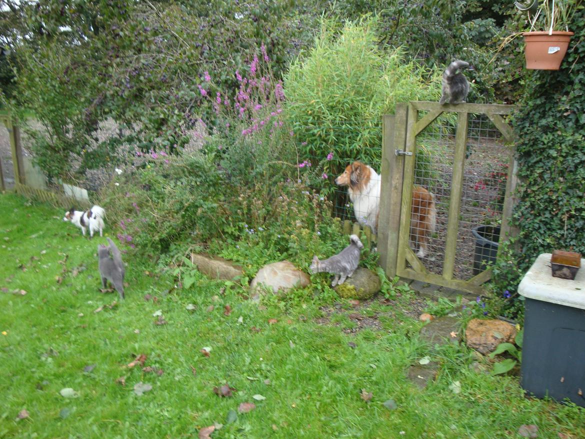 Collie langhåret Trunte La Koss billede 9