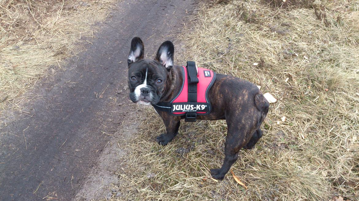 Fransk bulldog Bea - Dejlig tur i skoven billede 6