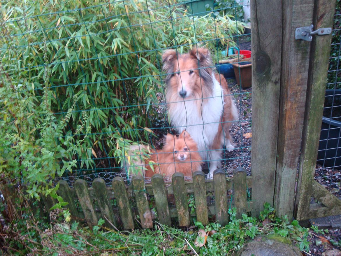 Collie langhåret Trunte La Koss - Blondie og Trunte en dejlig sommerdag år 2010 billede 10
