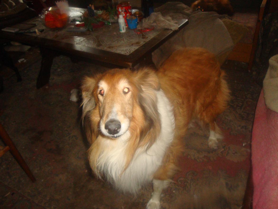 Collie langhåret Trunte La Koss - Trunte er her 10 år gammel, nytårsaften 2012 er det taget.... billede 12