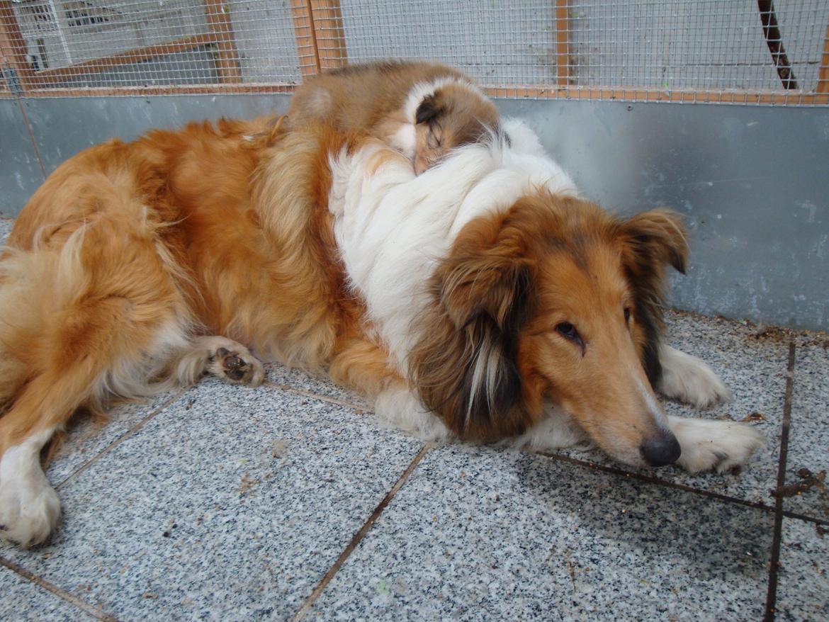 Collie langhåret Trunte La Koss - Trunte er blevet hundeseng for Robin, fra 22/7 år 2009
(bor nu på Fyn) billede 1