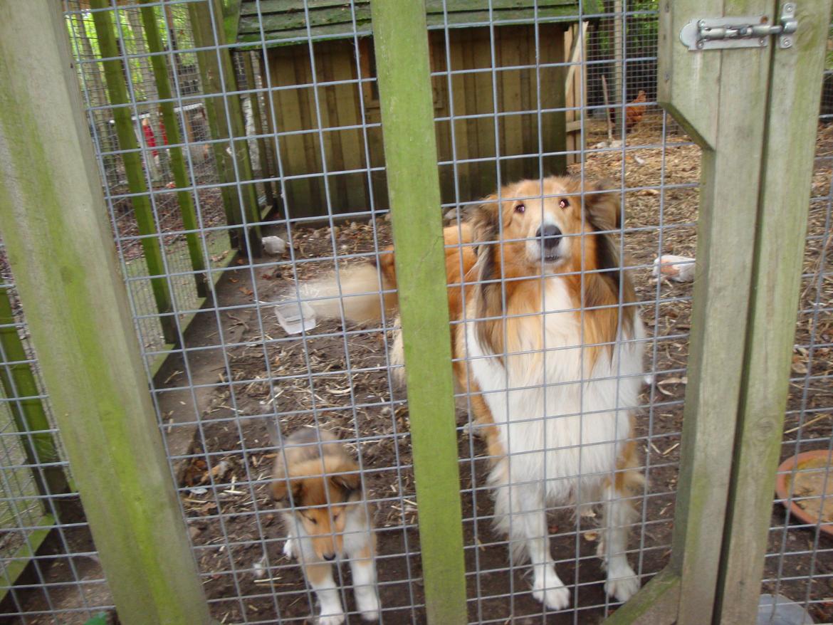 Collie langhåret Trunte La Koss - Ronnie og mor Trunte i hundegården år 2009 billede 13