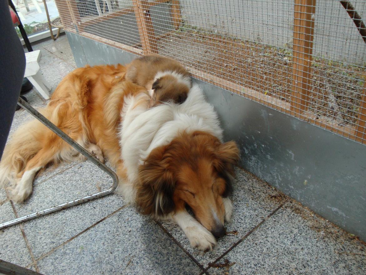 Collie langhåret Trunte La Koss - både" sengen" og brugeren ( Robin) sover sååå sødt billede 3