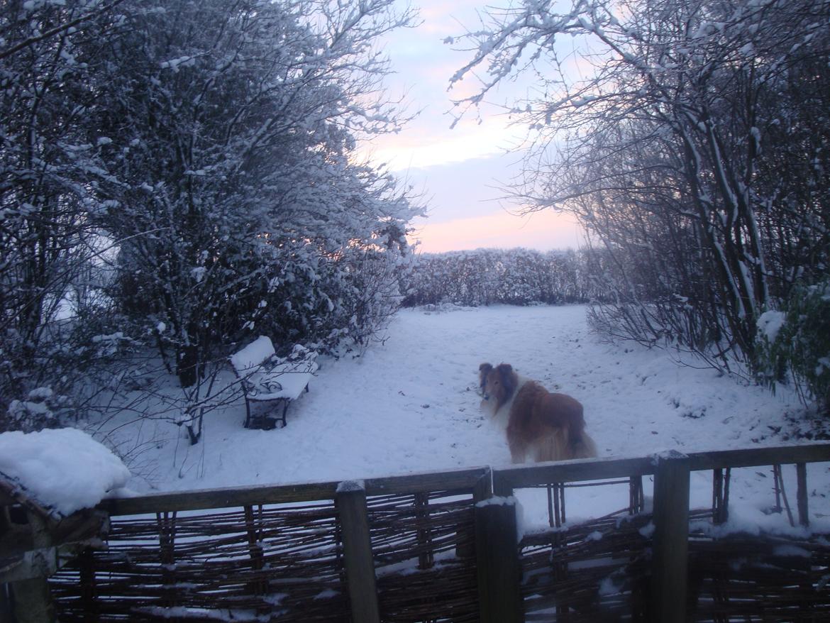 Collie langhåret Trunte La Koss billede 14