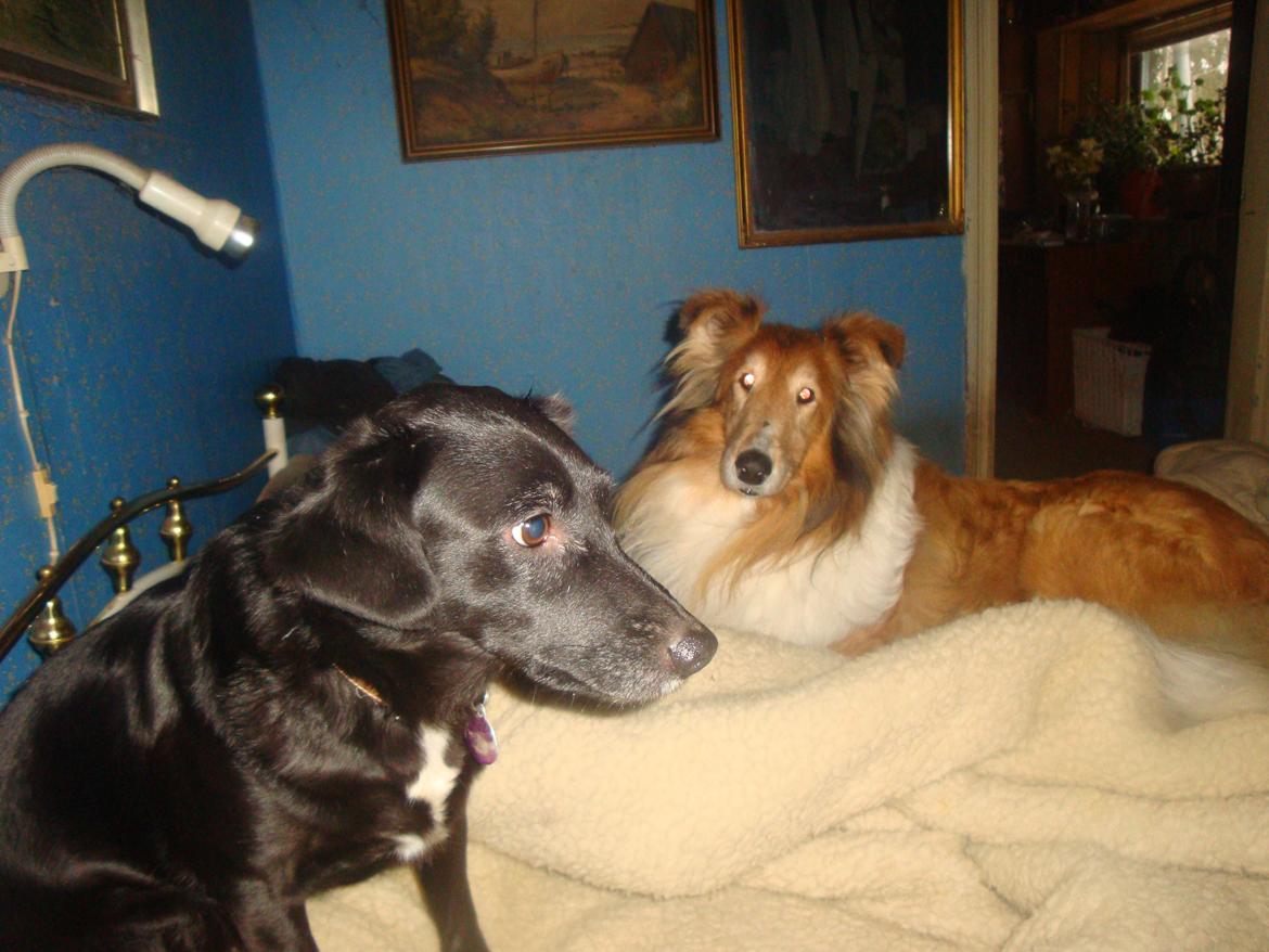 Collie langhåret Trunte La Koss billede 15