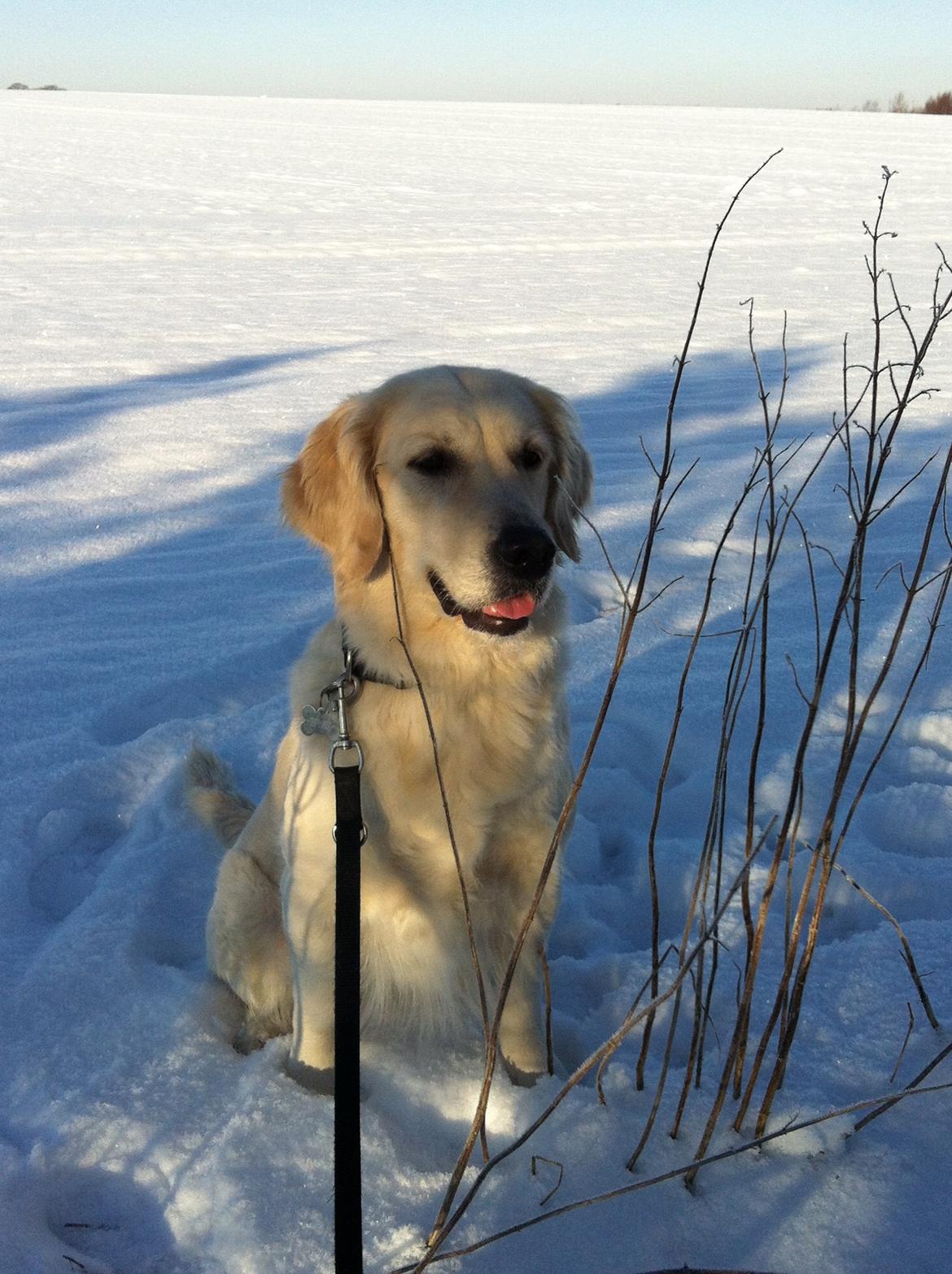 Golden retriever Malou billede 12