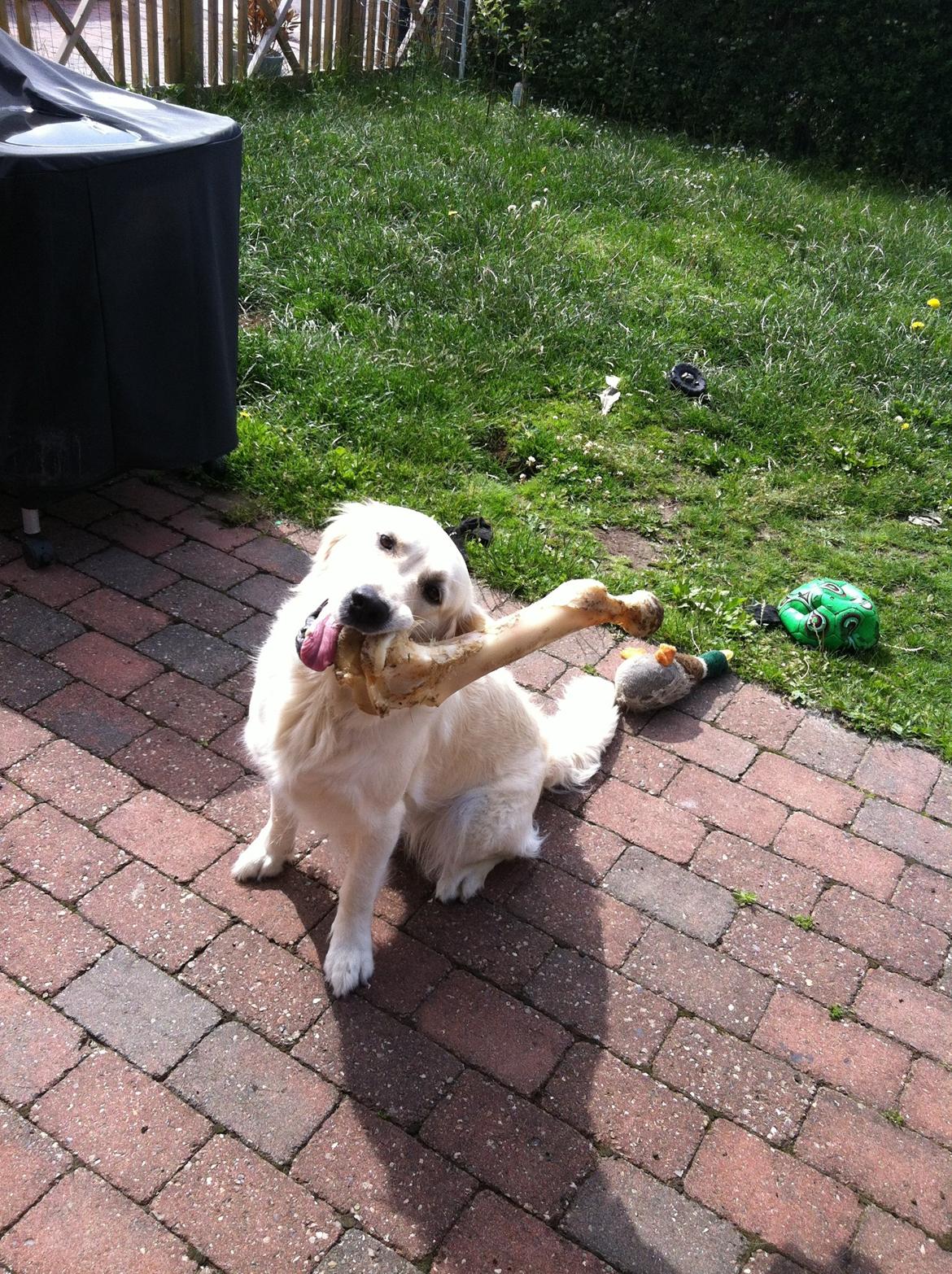 Golden retriever Malou billede 13