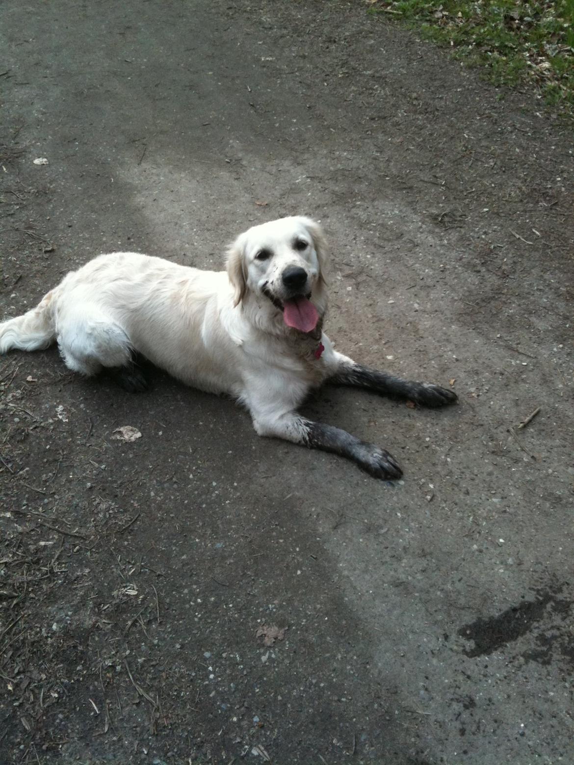 Golden retriever Malou billede 14