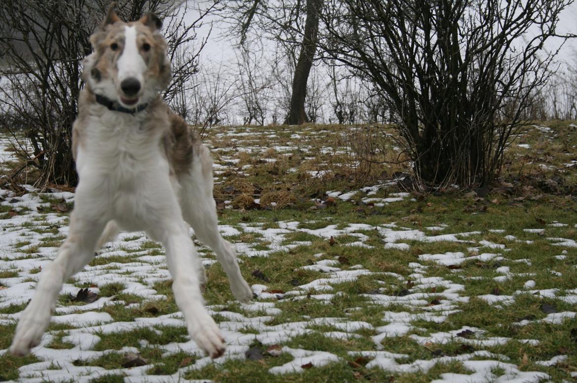 Borzoi Rotteberg aka Rotte - ROTTE EXPLOSION billede 48