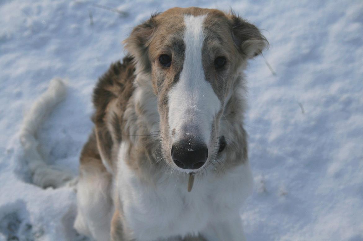 Borzoi Rotteberg aka Rotte - Spids hund! - 6 måneder billede 21