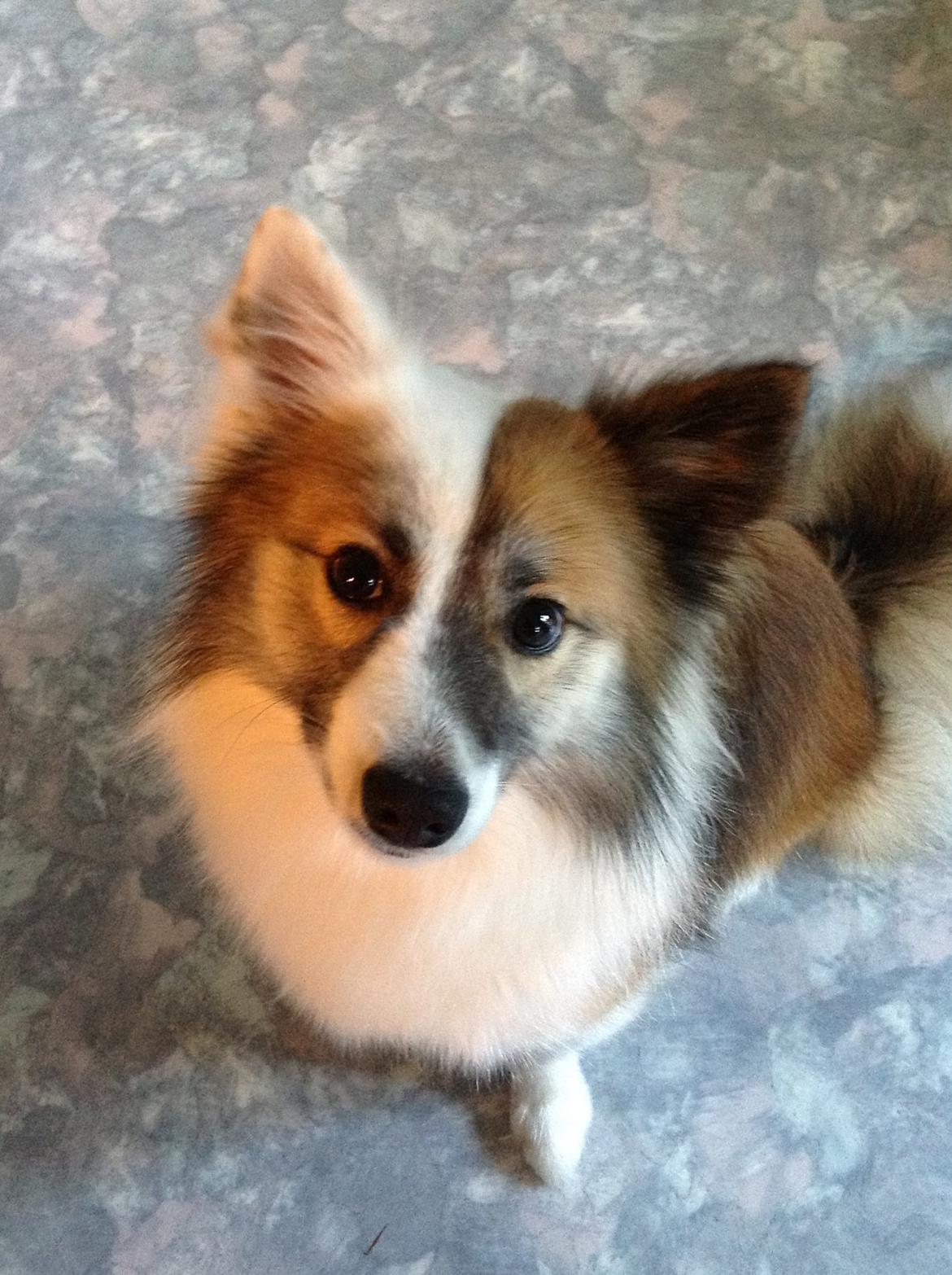 Islandsk fårehund Kenzo billede 1