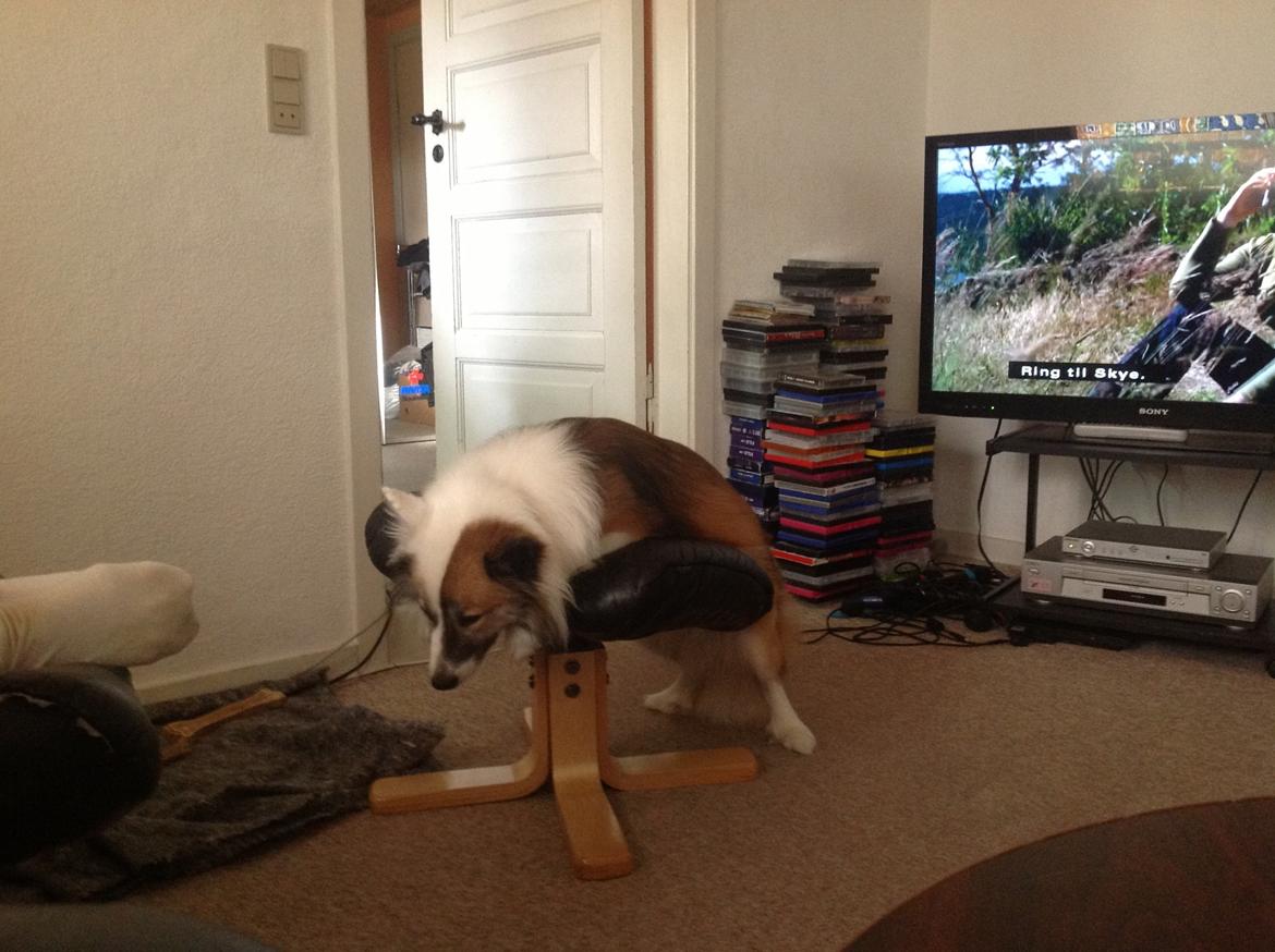 Islandsk fårehund Kenzo billede 13