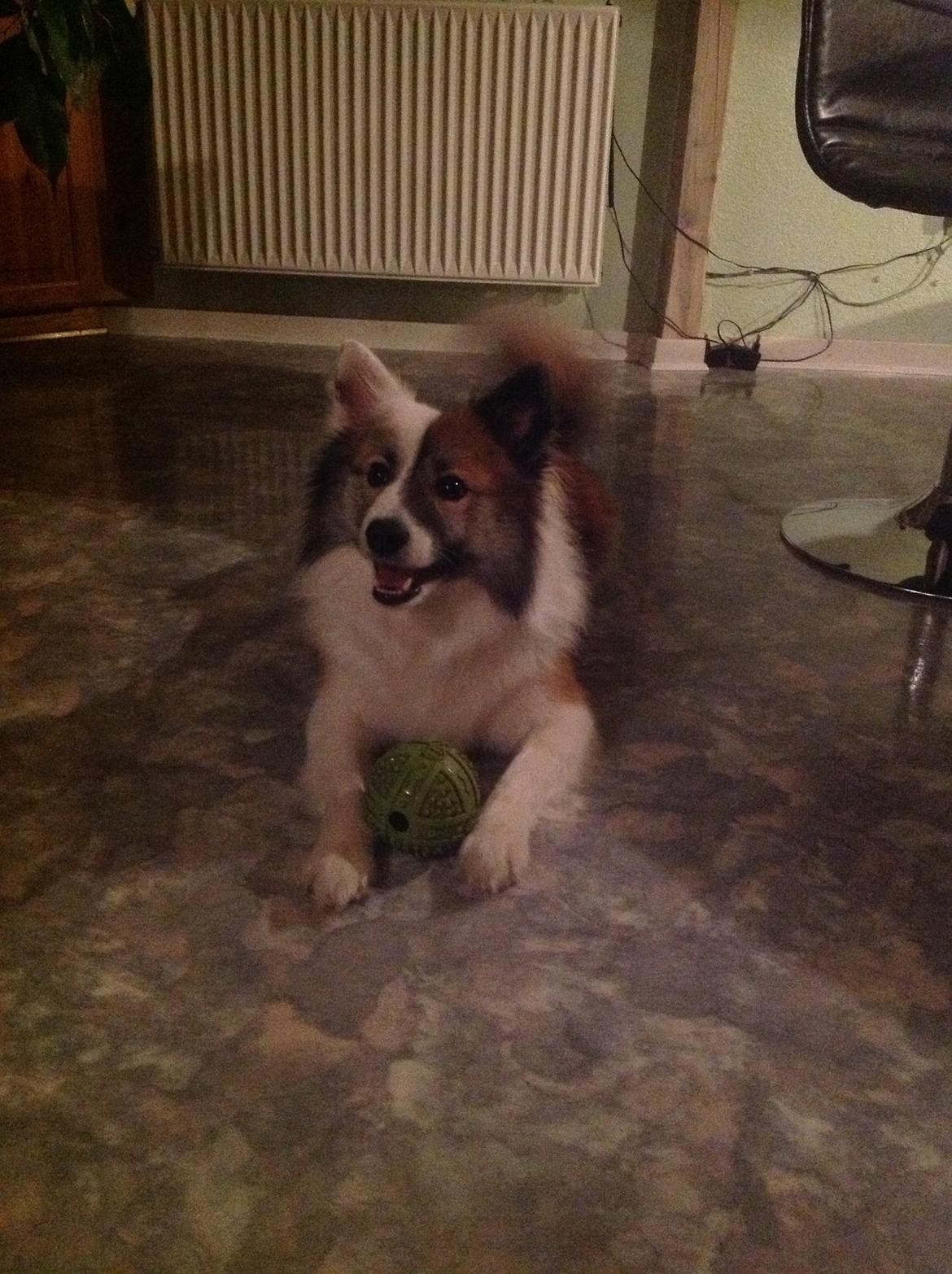 Islandsk fårehund Kenzo billede 6