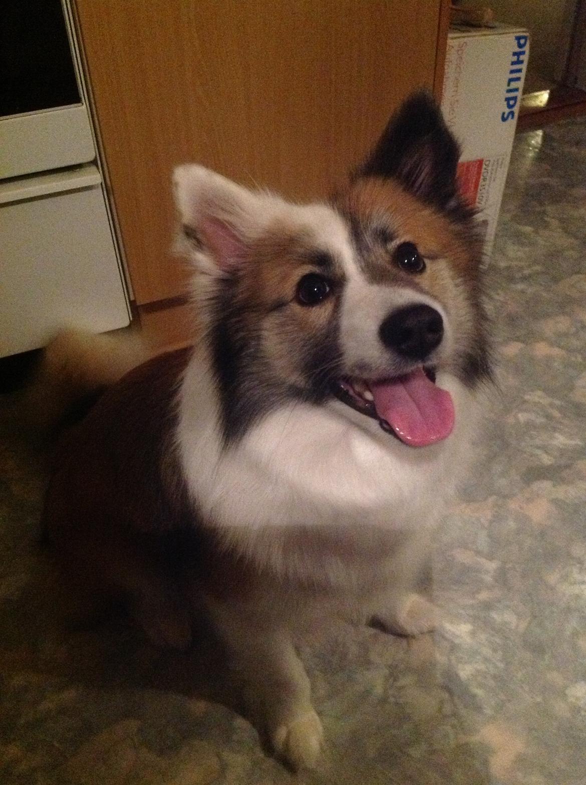 Islandsk fårehund Kenzo billede 8