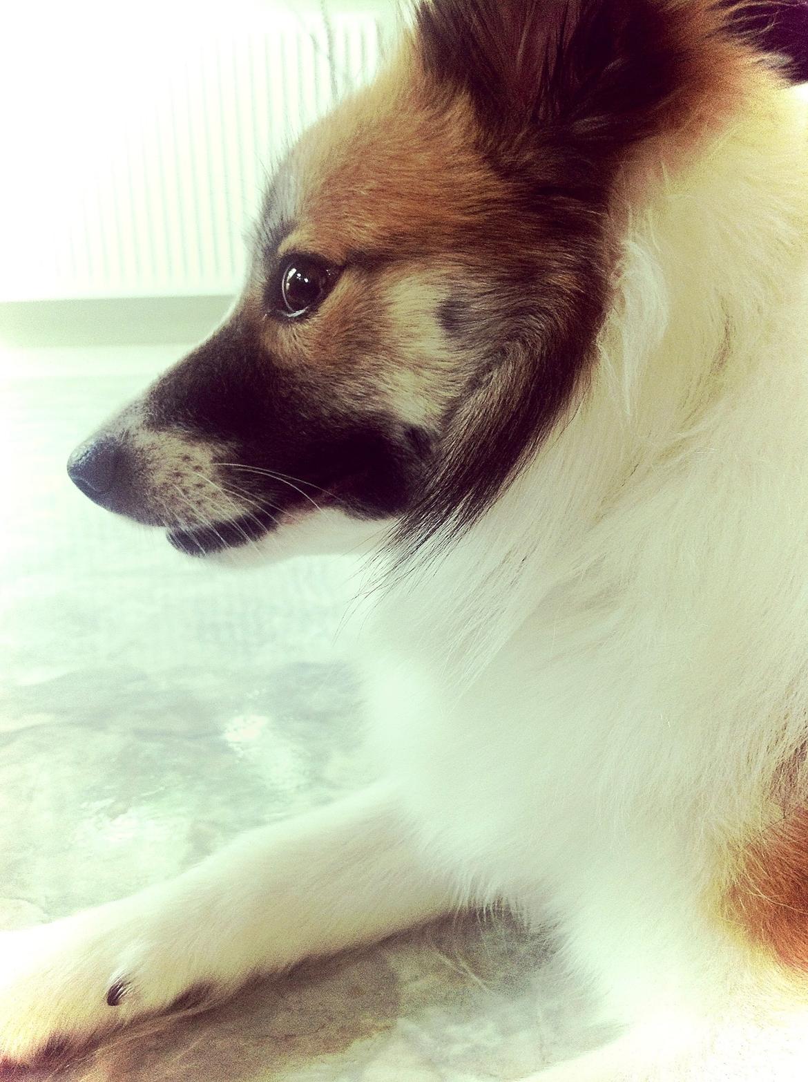 Islandsk fårehund Kenzo billede 9