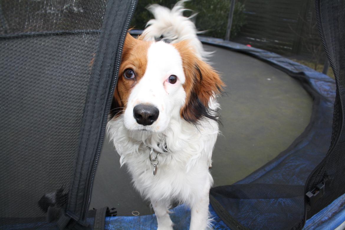 Kooikerhondje Kovo billede 8