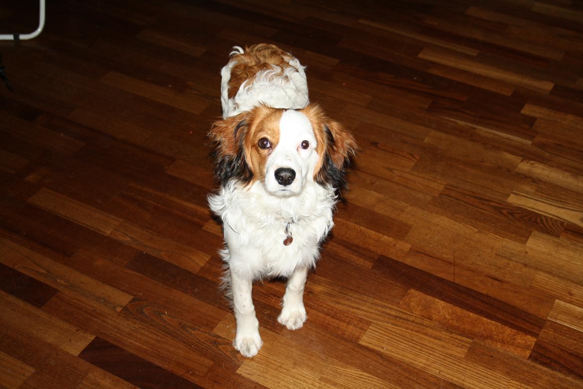 Kooikerhondje Kovo billede 9