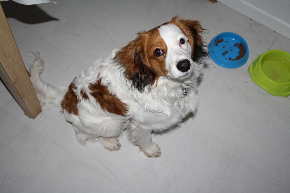 Kooikerhondje Kovo billede 10