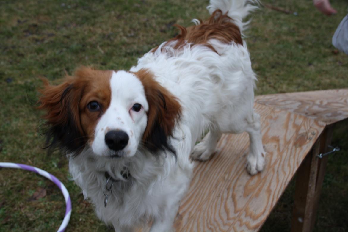 Kooikerhondje Kovo billede 11