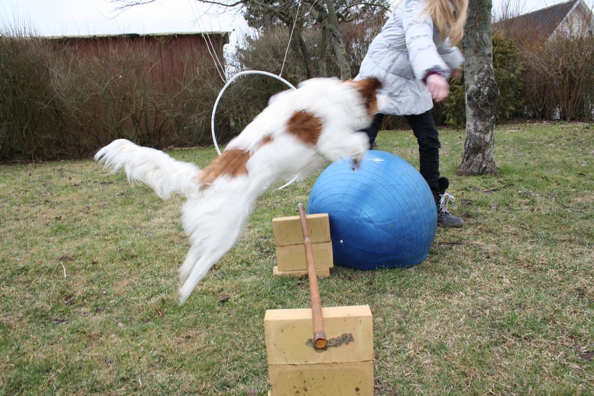 Kooikerhondje Kovo billede 12