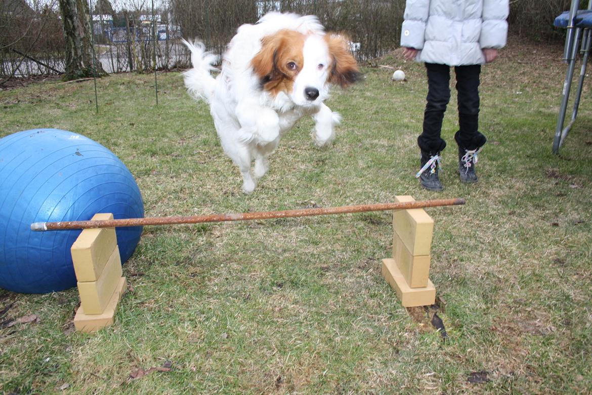 Kooikerhondje Kovo billede 13