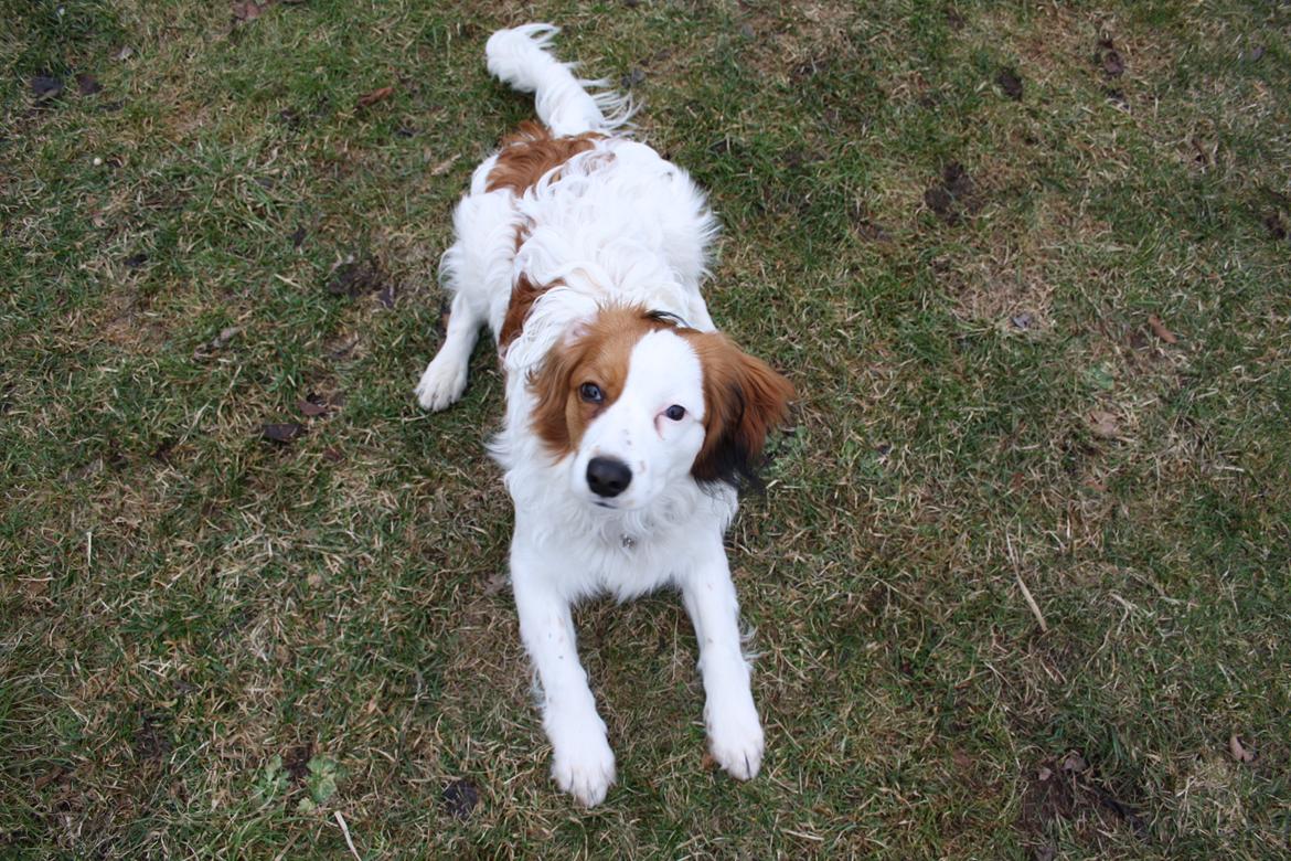 Kooikerhondje Kovo billede 14