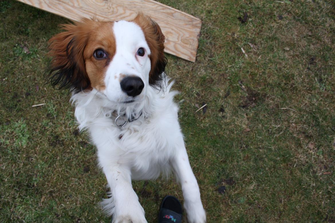 Kooikerhondje Kovo billede 15