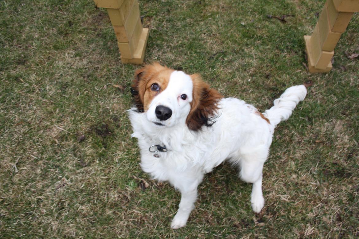 Kooikerhondje Kovo billede 16