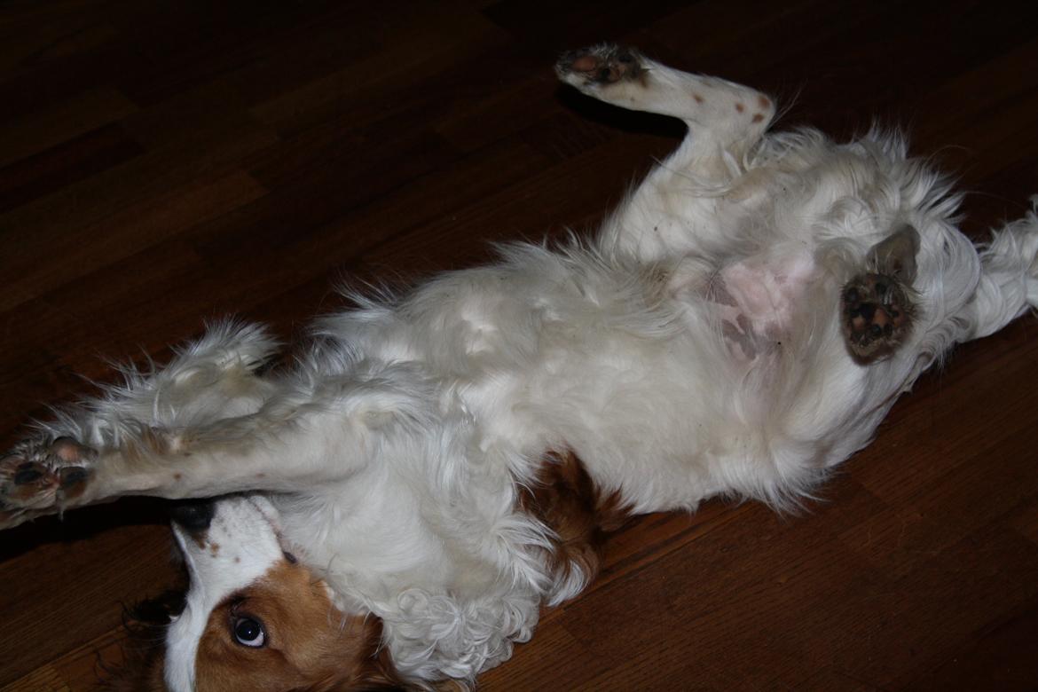 Kooikerhondje Kovo billede 17