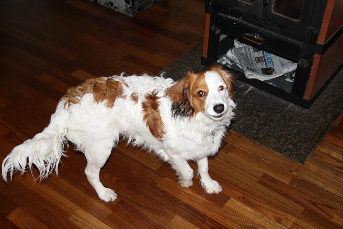 Kooikerhondje Kovo billede 18