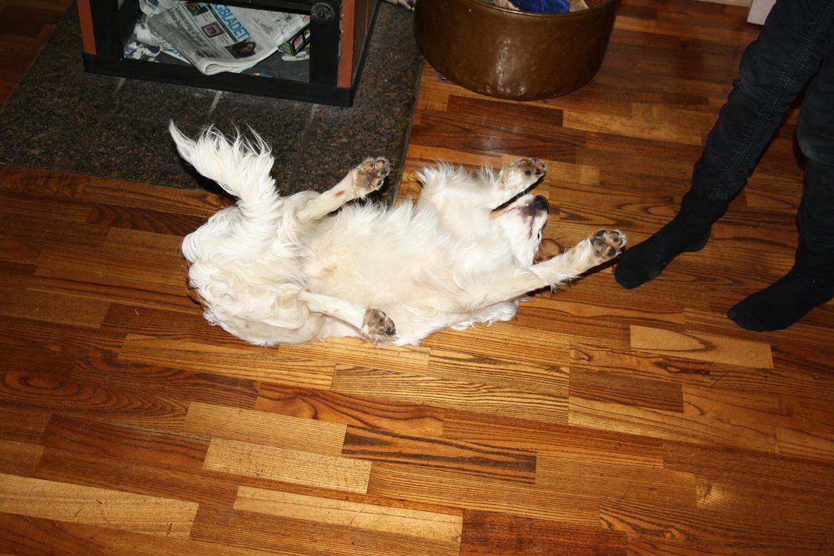 Kooikerhondje Kovo billede 19